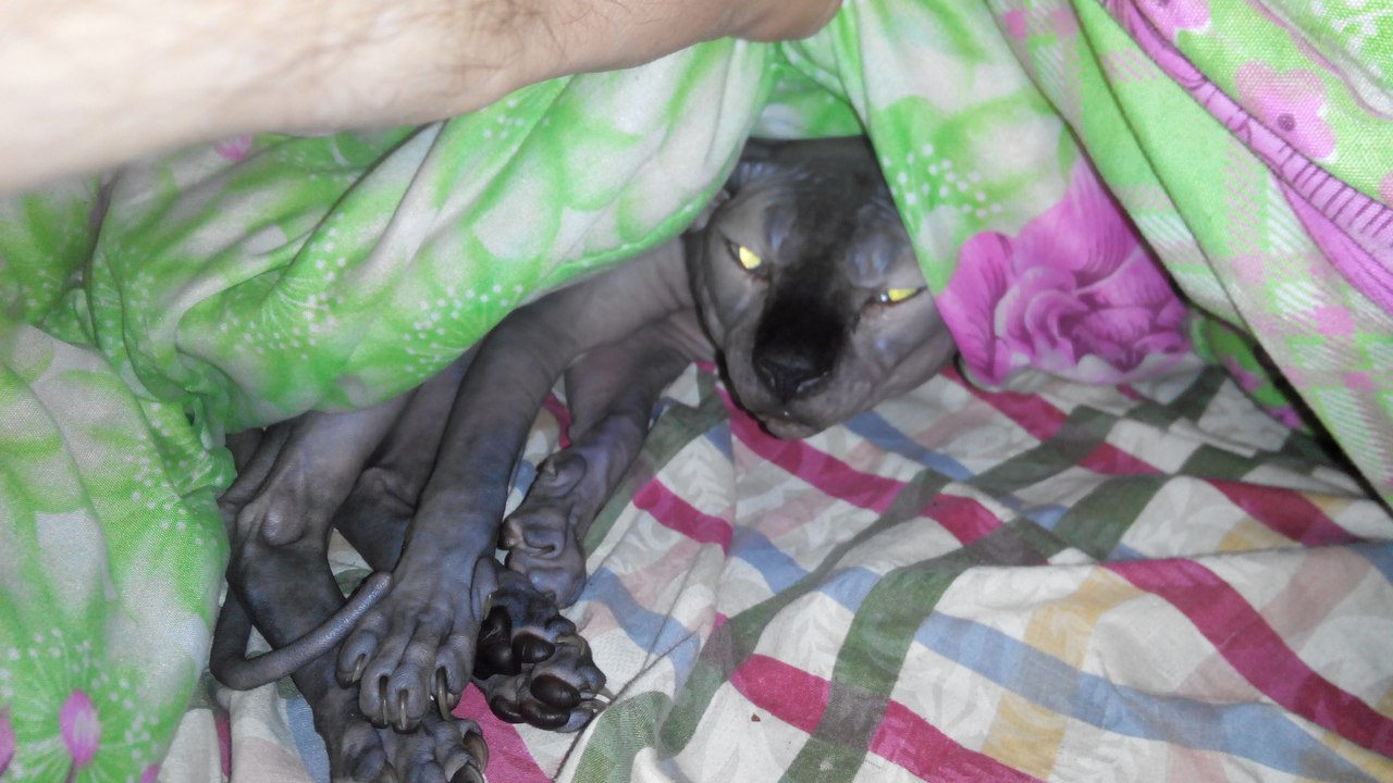 index.php?act=attach&type=post&id=531520