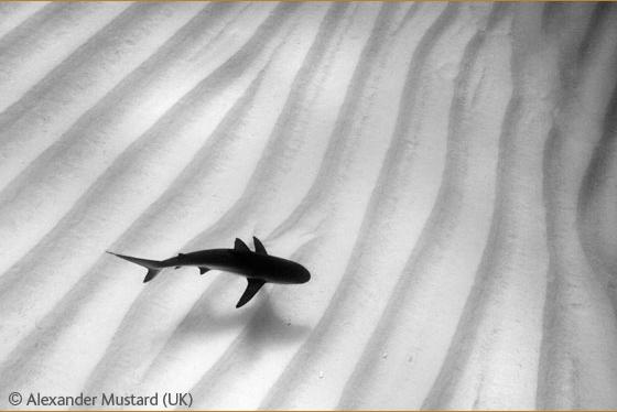 Название: Lone shark.JPG Просмотров: 2743 Размер: 24.4 Кб