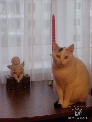 Прикрепленное изображение