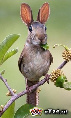 Прикрепленное изображение