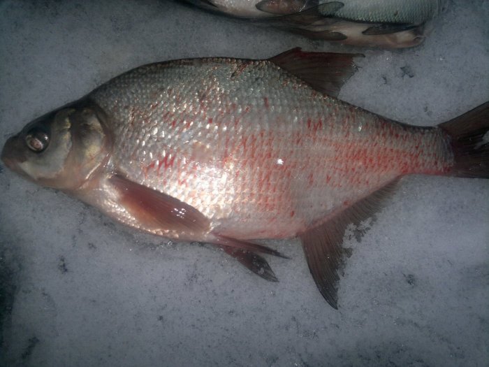 Прикрепленное изображение